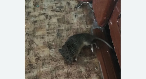 Дезинфекция от мышей в Усинске