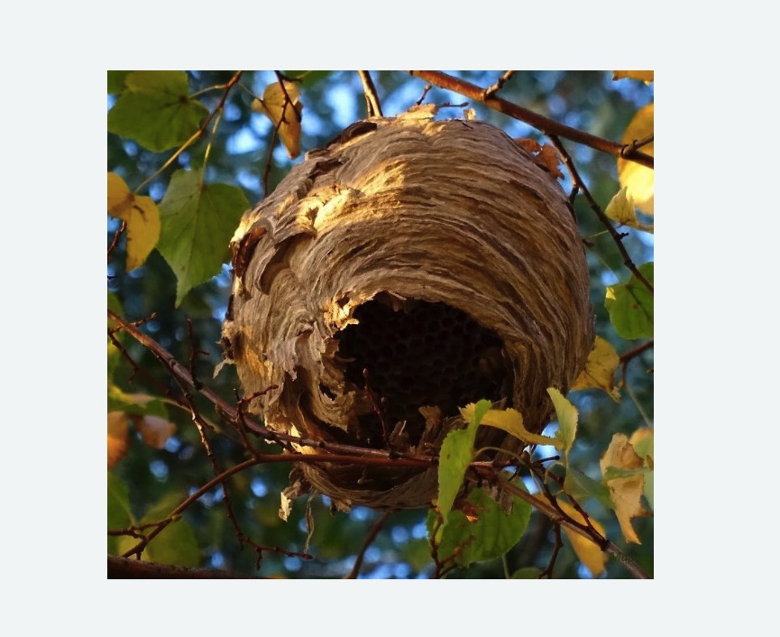 Обработка от шершней в Усинске