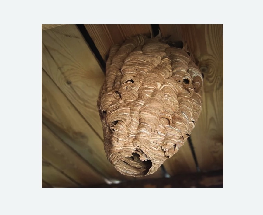 обработка от шершней в Усинске