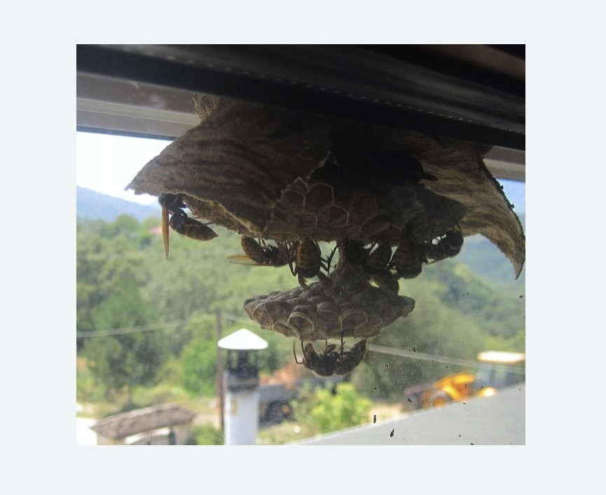 Уничтожение гнёзд шершней в Усинске