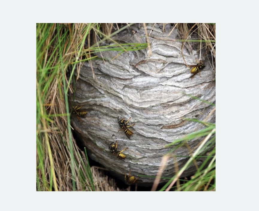 Уничтожение ос и ульев в Усинске